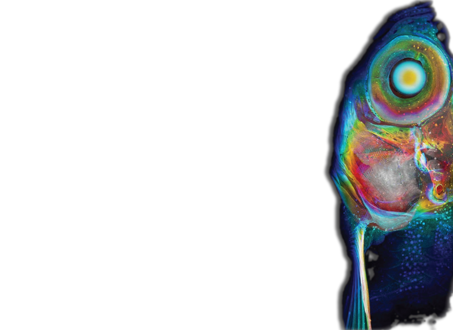 Zebrafish histotomography (placeholder)